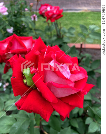 俯瞰公園的玫瑰和樹蛙 俯瞰公園的玫瑰和樹蛙 114739692