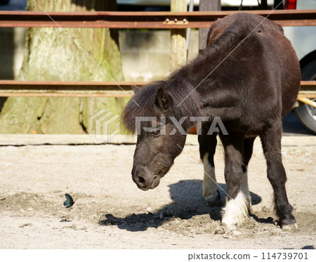 入川上神社的神馬與蝴蝶（奈良縣吉野郡下市町） 114739701