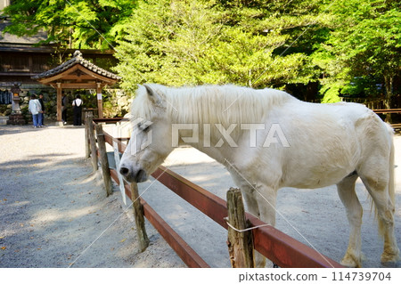 入川上神社的神馬（奈良縣吉野郡下市町） 114739704
