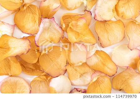 Background of yellow rose petals, top view Background of yellow rose petals, top view 114739970