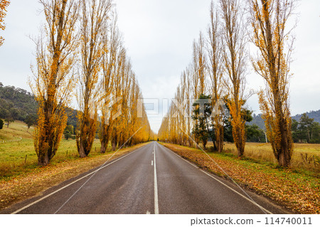 Gould Memorial Drive in Marysville in Australia 114740011