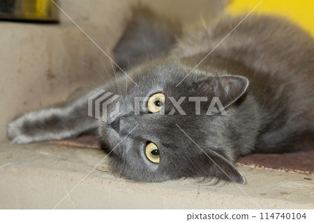 Gray kitten, the cat on the stove is lying, played 114740104