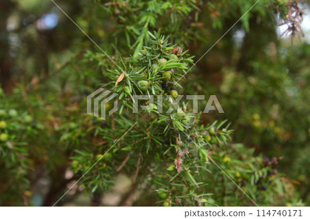 Juniper branch. Juniper branch. 114740171