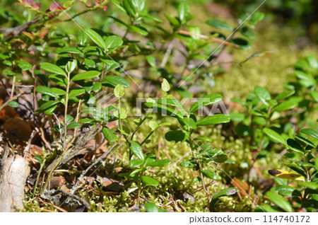 Cowberry bushes close-up. 114740172