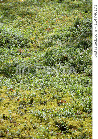 Lots of blueberry bushes. 114740173