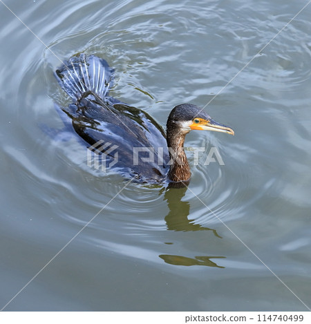 金澤文庫 鸕鶿 114740499