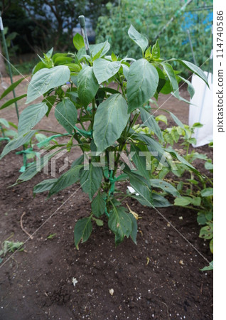 green pepper green pepper 114740586