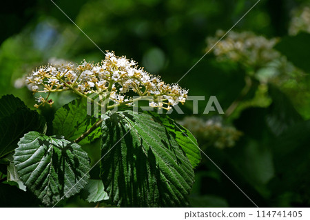 莢蒾白色小花 114741405