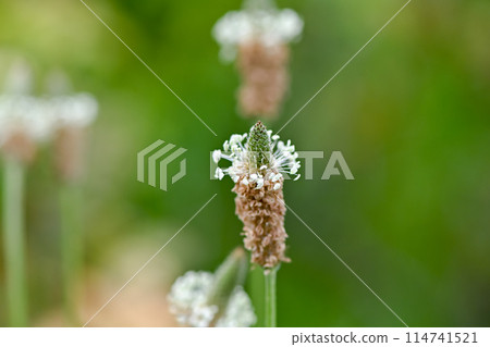 長葉車前 114741521