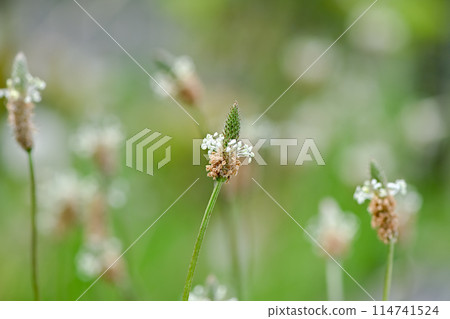長葉車前 長葉車前 114741524