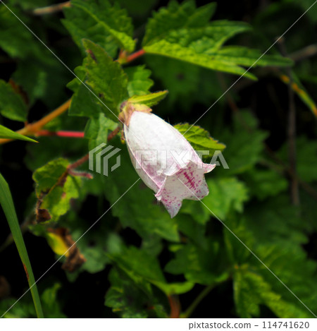 [日本高山植物]山形郎（伊吹山2023） 114741620