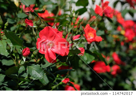Roses in Full Bloom "Sarabande" 114742017