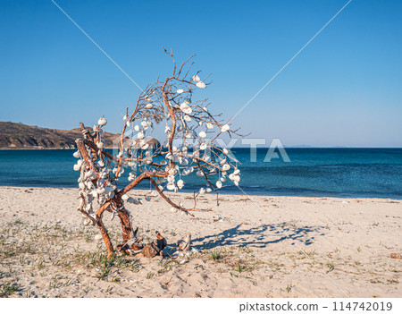 Handmade seashell decorations hanging on a driftwood tree at a beach during daytime Handmade seashell decorations hanging on a driftwood tree at a beach during daytime 114742019