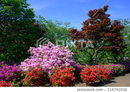厚木杜鵑之丘公園，杜鵑花盛開 114742038