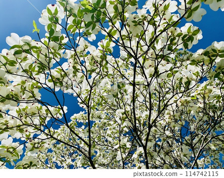 white flowers in the blue sky white flowers in the blue sky 114742115