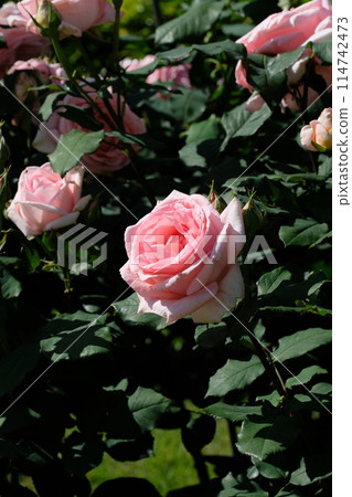 Pink rose "Hamamirai" Pink rose "Hamamirai" 114742473