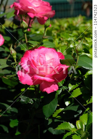 Full-bloom rose "Olympic Flame" Full-bloom rose "Olympic Flame" 114742523