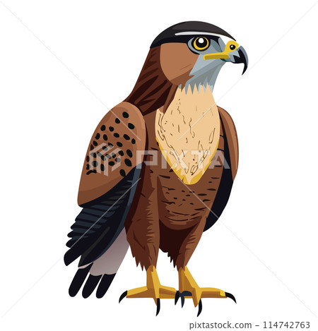 一隻鷹 114742763
