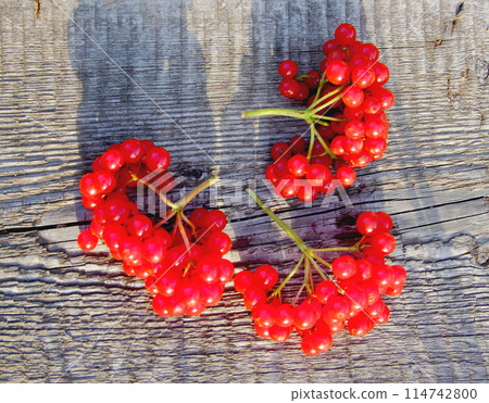 Bunch of ash berries illuminated by sunlight. Bunch of ash berries illuminated by sunlight. 114742800
