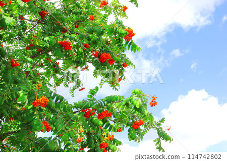 Ashberry tree leafs and berries in the park. Ashberry tree leafs and berries in the park. 114742802