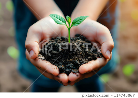 A woman's hand holds a young green plant preparing to plant on the ground, for the concept of world environment day. A woman's hand holds a young green plant preparing to plant on the ground, for the concept of world environment day. 114743067