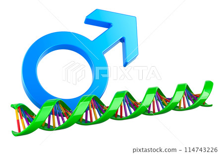 DNA spiral with male gender symbol. Paternity DNA Testing, concept. 3D rendering DNA spiral with male gender symbol. Paternity DNA Testing, concept. 3D rendering 114743226
