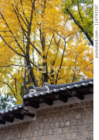 Deoksugung Stonewall Walkway with beautiful autumn foliage. It is the pedestrian footpath that runs next to Deoksugung Palace in Seoul, South Korea Deoksugung Stonewall Walkway with beautiful autumn foliage. It is the pedestrian footpath that runs next to Deoksugung Palace in Seoul, South Korea 114743597