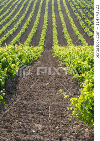 Vineyard rows. Vineyard rows. 114743823