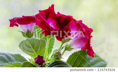 Gloxinia plant with red flowers with a beautiful light background Gloxinia plant with red flowers with a beautiful light background 114743926