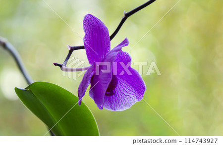 Delicate purple orchid flower on a light background. 114743927