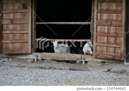 A couple of goats living in a Nambu Magari house in the Michinoku ethnic village in Kitakami, Iwate Prefecture A couple of goats living in a Nambu Magari house in the Michinoku ethnic village in Kitakami, Iwate Prefecture 114744041