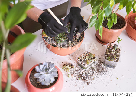 A woman hand gently holds a small echeveria plant in a decorative pot 114744284