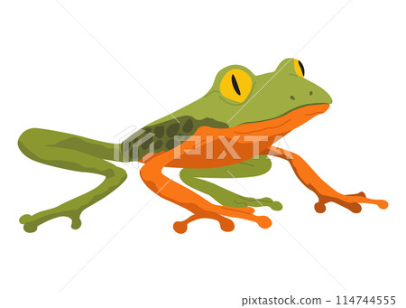 Frog or toad, amphibian animal. Type of froggy. Exotic tropical reptile. Flat vector illustration on white background Frog or toad, amphibian animal. Type of froggy. Exotic tropical reptile. Flat vector illustration on white background 114744555