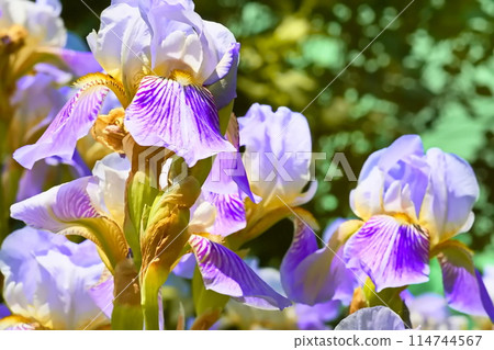 Charming delicate lilac yellow purple iris flower variety Siberian 114744567