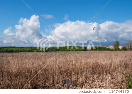 Seagulls nest in dry reeds. Spring flood on the lake. Seagulls nest in dry reeds. Spring flood on the lake. 114744570
