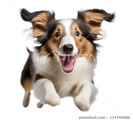 Cute collie puppy jumping. Playful dog cut out at background. 114744986
