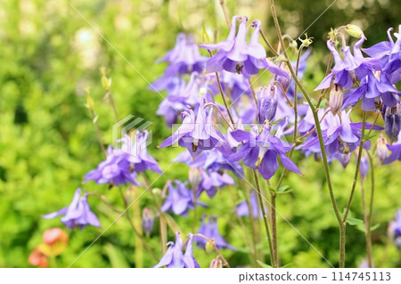 Violet flowers of common columbine, lat. Aquilegia vulgaris.  114745113