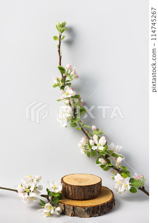 Wood slice podium and and blossoming branches of apple tree on gray background. Concept scene stage showcase for new product, banner, promotion sale, cosmetic, presentation 114745267