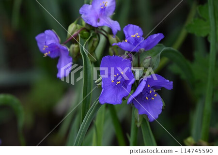 Murasaki Yukusa之花 114745590