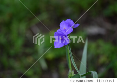 Murasaki Yukusa之花 114745591
