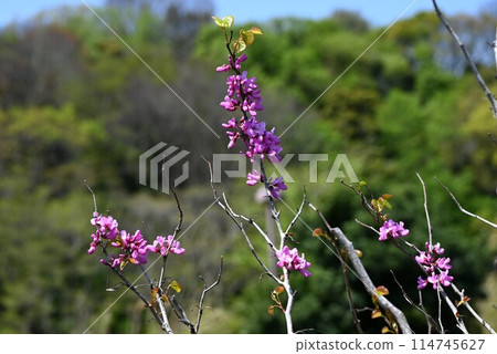 Flowers of Chinese Redbud (Sappan) Flowers of Chinese Redbud (Sappan) 114745627