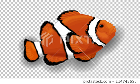 3D Clownfish in orange, black and white colors. Transparent background. Anemone tropical fish isolated vector illustration 114745653