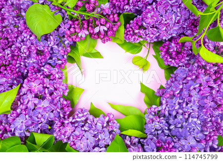 beautiful dark purple fresh lilac on the pink background, purple background 114745799