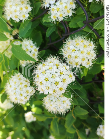 Beautiful branch with white flowers, Viburnum lentago bush with tiny white flowers on green background Beautiful branch with white flowers, Viburnum lentago bush with tiny white flowers on green background 114745995