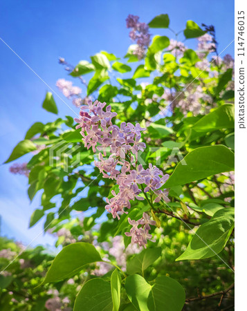 Purple lilac branches isolated on blue sky background Purple lilac branches isolated on blue sky background 114746015
