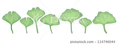 Ginkgo branch with leaves, vector illustration set for design 114746044