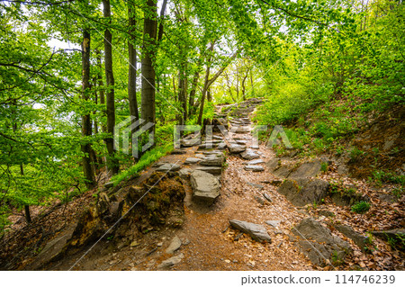 A rocky path winds through a lush, green forest under bright sunlight. The scene is serene with trees and foliage creating a vibrant, natural setting. A rocky path winds through a lush, green forest under bright sunlight. The scene is serene with trees and foliage creating a vibrant, natural setting. 114746239