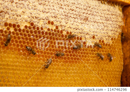 Working bees on the yellow honeycomb with sweet honey.. 114746296