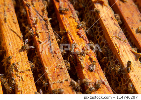 Open hive showing the bees swarming on a honeycomb.. 114746297