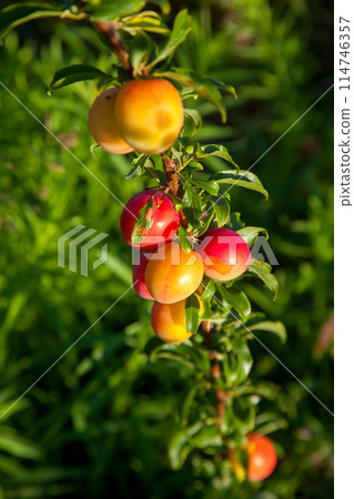 Ripe cherry plum berries in the garden on a tree. Growing cherry plums in a orchard.. Ripe cherry plum berries in the garden on a tree. Growing cherry plums in a orchard.. 114746357